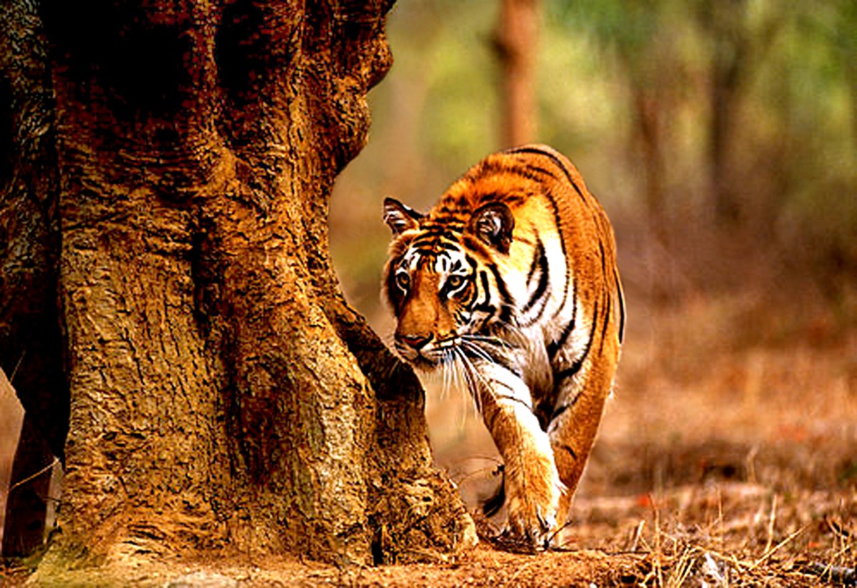 Adventure & Ecotourism