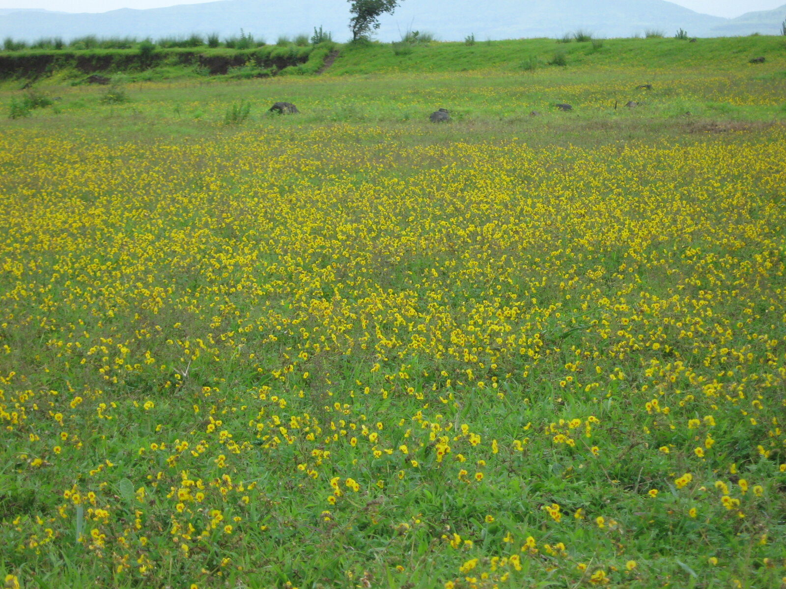 Kaas Plateau